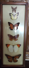 MCM Rectangular Framed Plastic Convex Dome Cover Butterfly Display 6