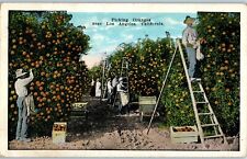 1924 Vintage Antique Postcard Picking Oranges Los Angeles California picture