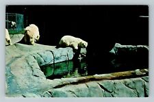 Toledo OH-Ohio, Polar Bear Exhibit At The Toledo Zoo, Water, Vintage Postcard picture