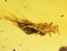 Spider Attacking Dolichopidae Fly, Fossil Inclusion in Dominican Amber picture