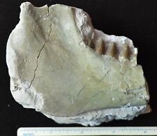 Green Oreodont Jaw on Matrix, Merycoidodon Fossil, Badlands, S Dakota Olig O1540 picture