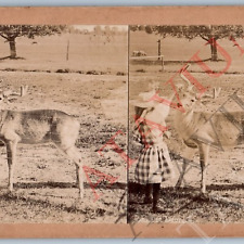 c1890s Adorable Little Girl Pets Deer Real Photo Stereoview Cute Child Lady V42 picture