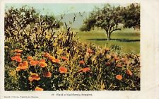 Postcard Field of California Poppies Undivided Back picture