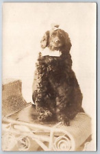 Big Curly Haired Black Water Dog w/Bows~Back From The Beauty Shop~c1910 RPPC picture