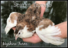 170+ Tuxedo Corurnix Quail Hatching Eggs By Myshire. 4 Different Color Varieties picture
