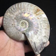 462g  Natural Ammonite Fossil Conch Crystal Specimen Healing 268 picture