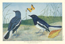 Indian Magpie-Robin or Dayal (Copsychus saularis saularis). Indian Birds 1936 picture