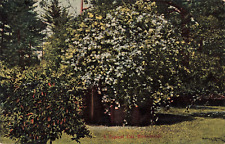 Los Angeles CA California, Typical White Rosebush, Vintage Postcard picture
