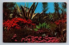 Flowering Desert of the Great Southwest Scottsdale Arizona Postcard c1972 picture