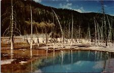 One of Many Hot Pools Yellowstone Park Wyoming Vintage Postcard  picture