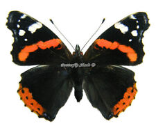 Unmounted Butterfly/Nymphalidae - Vanessa atalanta atalanta, Poland picture