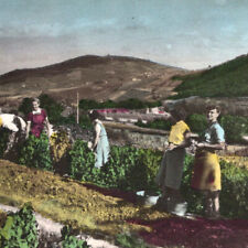 Vintage 1957 RPPC Harvest Scene Beaujolais Postcard France picture