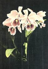 Postcard Orchid Plant Mead Botanical Garden Orlando-Winter Park Florida 1940 picture