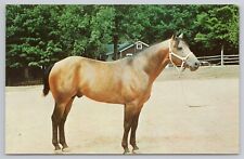Postcard A.Q.H.A. Champion Marty Fisher Horse picture