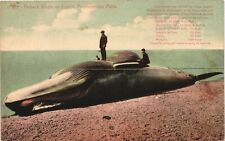 FINBACK WHALE ON BEACH antique picture postcard PROVINCETOWN MASSACHUSETTS MA picture