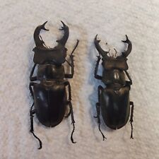 BEETLE, INSECT  Lucanidae: Lucanus maculifemoratus x2 VIETNAM Stag Beetle, picture
