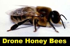 BIG  10 REAL Drone Honeybees  { DRIED} SPECIMEN INSECT TAXIDERMY * picture