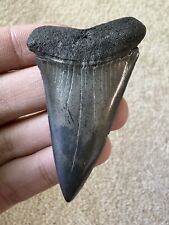 Huge Quality Hastalis (Mako) Fossil Shark Tooth Not Megalodon Great White  picture