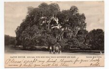 UDB Postcard, Live Oak, Istrouma Hotel Series, Tuck,Baton Rouge, Louisiana, 1907 picture