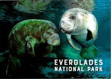 Everglades National Park Florida West Indian Manatee postcard picture