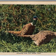 1947 Fort Dodge, IA Greetings from Pheasant Bird Wild Life Hunting Postcard A244 picture