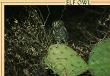 Elf Owl Standing On Cactus At Night Nocturnal Arizona Vintage Postcard Unposted picture