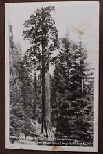 General Grant Tree - 106 Foot Circumference, RPPC Postcard 1949 Kings Canyon NP picture