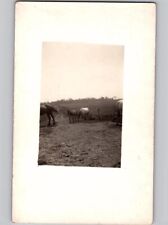 c1915 Horses Farm Animals RPPC Real Photo AZO Postcard picture