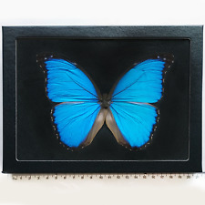 Morpho didius BLACK BACKGROUND REAL FRAMED BUTTERFLY BLUE PERU picture