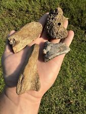 Nice Cretaceous Period Fossil Collection From North East Mississippi picture