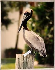 Florida Pelican on a Pier, 16x20 photo picture