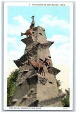 San Diego California CA Postcard Tahr Goats Goat Mound Zoological Garden c1920 picture