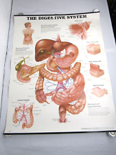 Anatomical Chart Company Poster 1995 - The Digestive System - 20