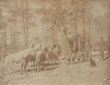 Antique Photograph 1890's Clearing Crew Curly Dog Fiddle Axe Shovels Mules Horse picture