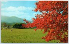 Postcard - Beautiful Fall Colors, Great Smoky Mountains National Park picture