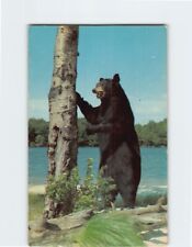 Postcard Bear Trees Lake Landscape Scenery picture