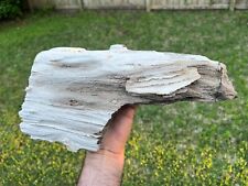 Rare Texas Live Oak Petrified Wood Log Beautiful 14x7x3 Natural Tree Fossil picture