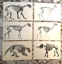 Vtg Postcards Fossils from Rancho La Brea Pits Set of 6 Los Angeles Co Museum picture