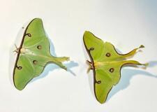 Unusual LUNA eggs high color moths with large slightly irregular eyespots RARE picture