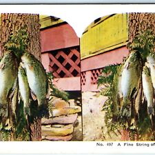 c1900s Fine String Black Bass Fishing Catch 3d Color Stereoview Stereo Card V19 picture