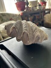 Vintage Large Matching Natural Clam Shell  Whole 2 pieces picture
