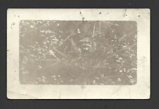 Raccoon in Tree near Elkton Oregon AZO 4 Triangles Up 1904-1918 RPPC picture
