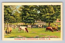 Continental Divide NM-New Mexico, Scenic Herd of Cows Greetings Vintage Postcard picture
