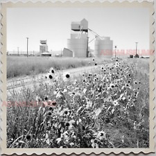 40s MONTANA CASCADE COUNTY GRAIN ELEVATOR SUN FLOWER Vintage Photograph S8363 picture