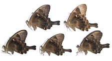 Papilionidae. 5 x Papilio peranthus transiens.  Bali. picture