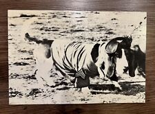 Vietnam War Photo SGT Snoopy Basset Hound Mascot For F Troop Ft Lewis WA CA picture