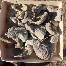 Texas Fossil Bivalve Texigryphaea ONE PER PURCHASE Dinosaur Age Shell picture