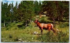 Postcard Elk is one of the largest game animals in North America picture