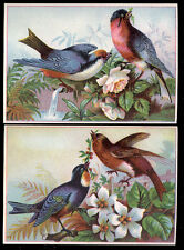 1880's ~ 2 UNUSED VICTORIAN STOCK CARDS, 4 OUTSTANDING COLORFUL BIRDS  TTC278 picture
