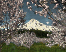 Vintage Linen Postcard MT Hood at Apple Blossom Time Oregon Snow Capped Mountain picture